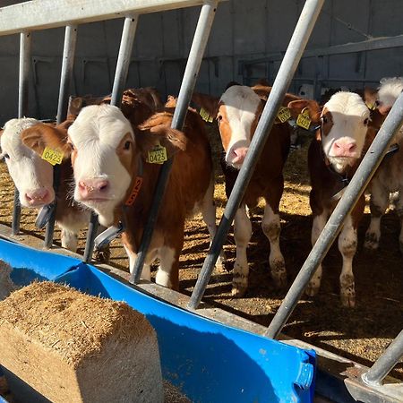 Tourist Farm Mulej Villa Bled Eksteriør bilde