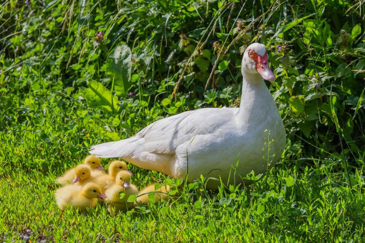 Tourist Farm Mulej Villa Bled Eksteriør bilde